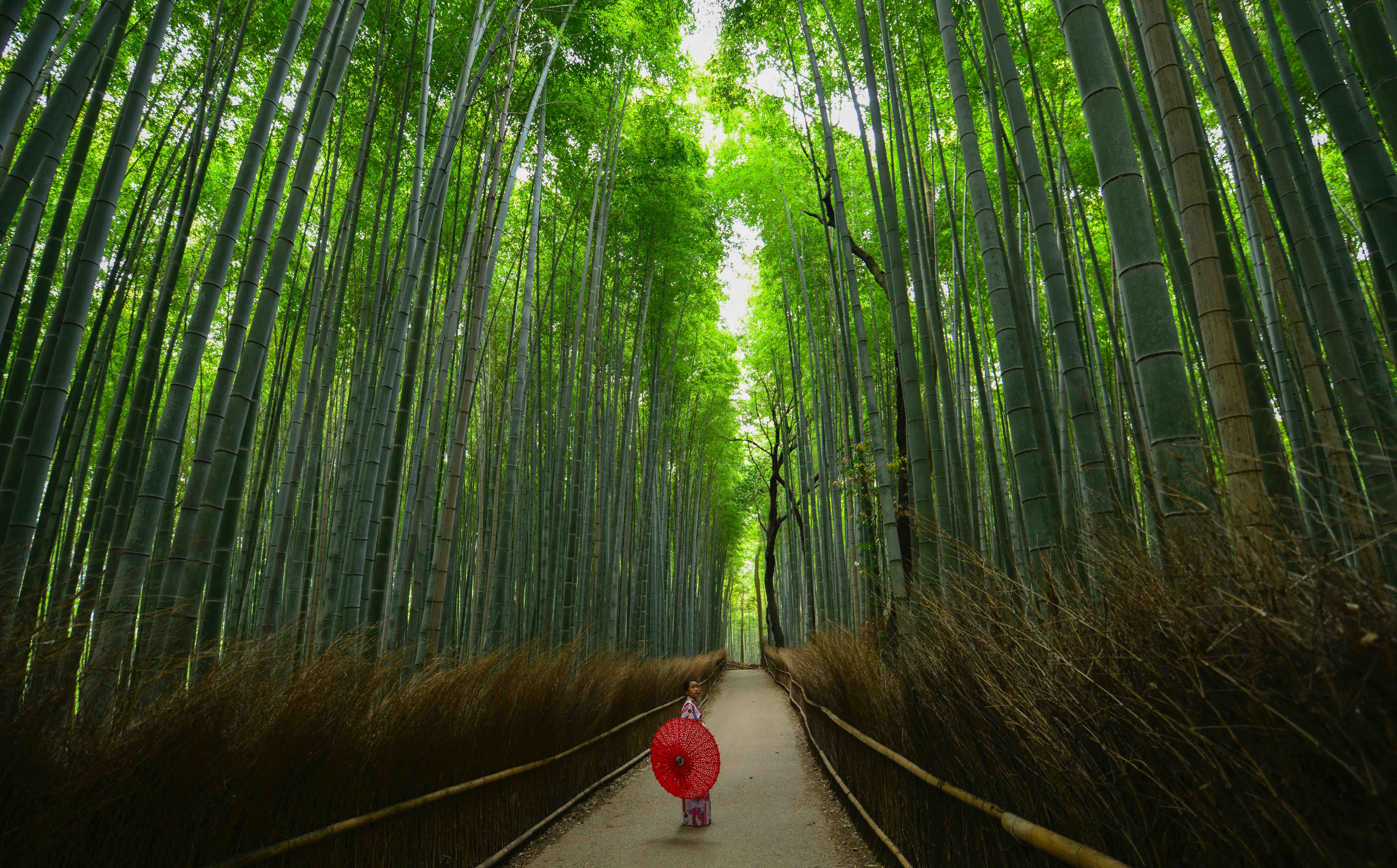 京都嵐山景點 嵐山竹林 Photo By Walter Mario Stein On Unsplash 旅遊咖幫你實現夢想旅行