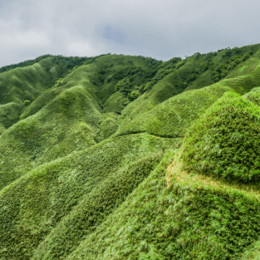 抹茶山